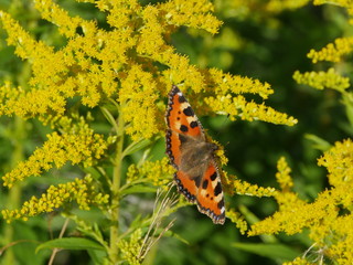 peacock eye butterfly on yellow flowers goldenrod drinks nectar