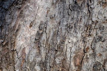 tree bark texture