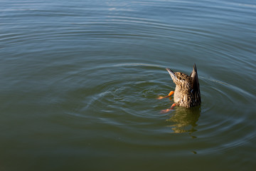 Fototapeta premium duck diving in reflecting pool at us capitol washington dc usa