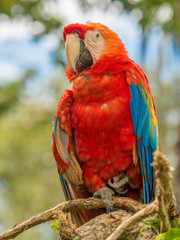 Scarlet Macaws, Amazonia
