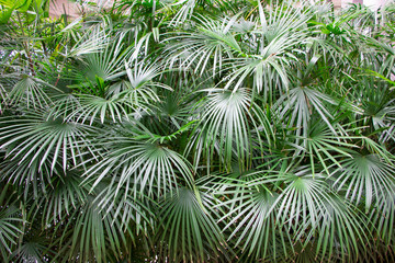 Needle Palm - Rhapidophyllum Hystrix