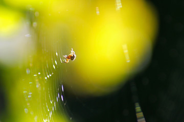 Spider web with spider
