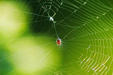 Spider web in summer