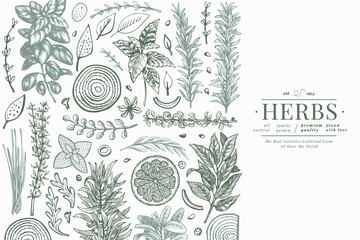 Culinary herbs banner template. Hand drawn vintage botanical illustration. Engraved style. Vintage food background.