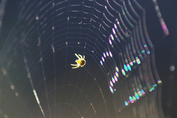 Spider on the web