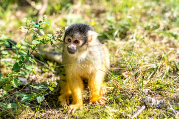 young skull monkey sits on the ground in the sun