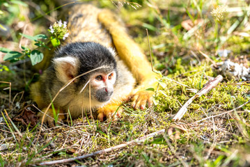 young skull with skull light on his stomach