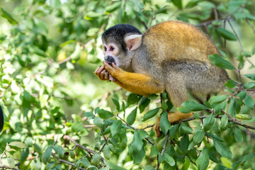 young skull monkey is eating