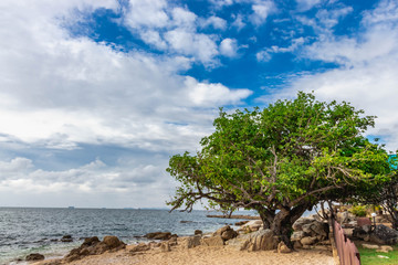 tree on the beach and sky clouds