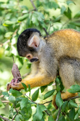 Obraz premium young squirrel monkey sits on a branch
