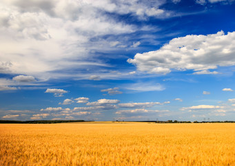 agricultural landscape with field ears of ripe Golden wheat on summer Sunny day on the background...