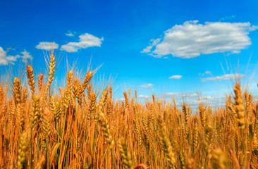 field ears of ripe Golden wheat on the farm in summer Sunny day on backdrop of net clear pan-blue...
