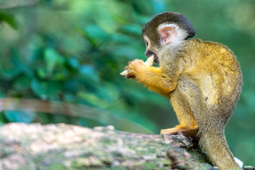 young skull monkey is sitting on a stone eating