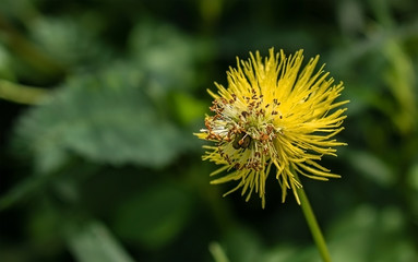 yellow mimosa flower