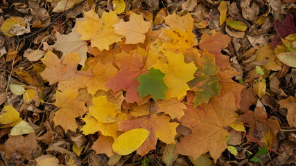 autumn background texture. colorful fallen maple leaves on the ground