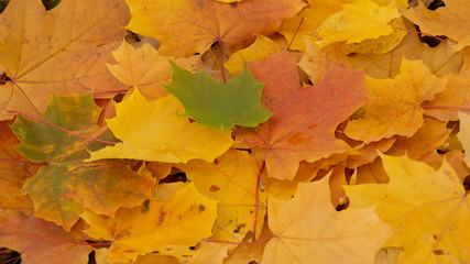 Naklejka na ściany i meble autumn background texture. colorful fallen maple leaves on the ground