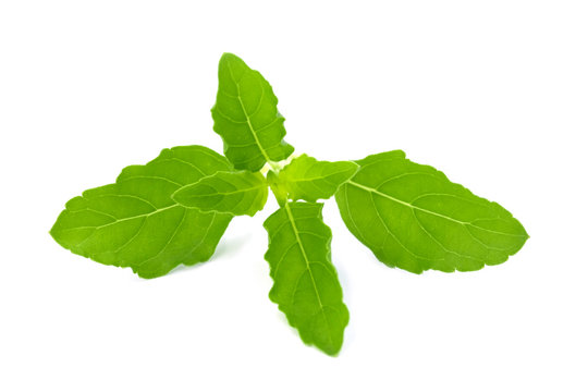 Close-up of holy basil or tulsi leaves, ocimum sanctum isolate on white background.