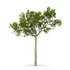 Obraz premium Tree isolated on the white background,for graphic decoration.