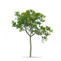 Obraz premium Tree isolated on the white background,for graphic decoration.