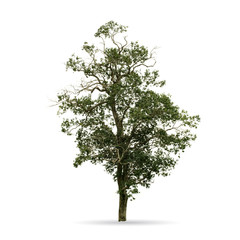 Tree isolated on the white background,for graphic decoration.