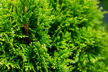Background. Raindrops on the green branches of a thuja in the garden.