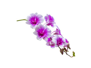 orchid flower plant isolated include clipping path on white background