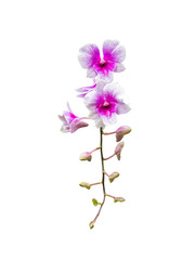 Fototapeta na wymiar orchid flower plant isolated include clipping path on white background
