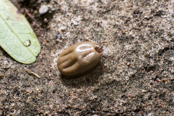 Close up of flea or cootie on the floor.