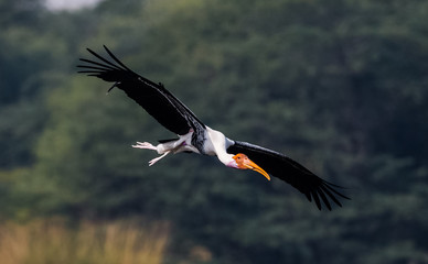 Painted Stork in flight with natural green background