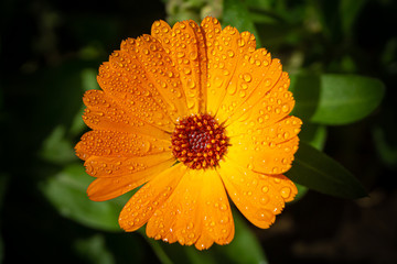 Orange Pot marigold or English marigold (Calendula officinalis) flower on leaf background. Soft colors.