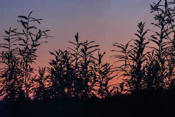 Silhouettes of bushes against the sunset sky.