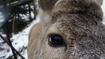Fototapeta premium deer huge eye and muzzle at zoo