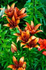 Obraz premium Bush of orange lilies in a summer garden