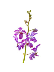 Naklejka na ściany i meble orchid flower plant isolated include clipping path on white background