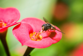 Close up of bee collecting pollen on Euphorbia milii flower.