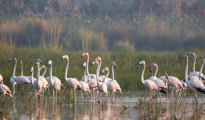 Greater Flamingo Bird in group at water body