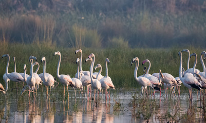 Greater Flamingo Bird in group at water body