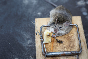 dead mouse in a mousetrap 