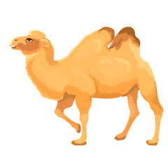 Vector Illustration Of Two Hump Camel Stands