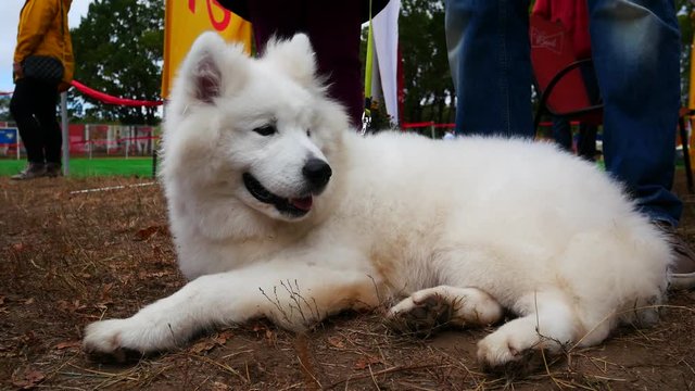 A snow-white Samoyed breed dog lies calmly on brown ground and looks away. The owner&rsquo;s legs are visible behind the dog. Samoyed dog waiting for his performance at a dog show