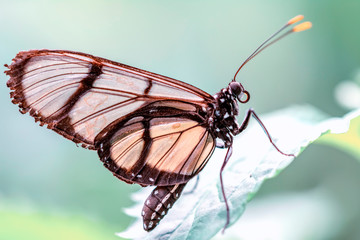 Glasswing Butterfly (Greta oto) in a summer garden