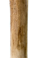 Bamboo varnished logs with white background and raindrops