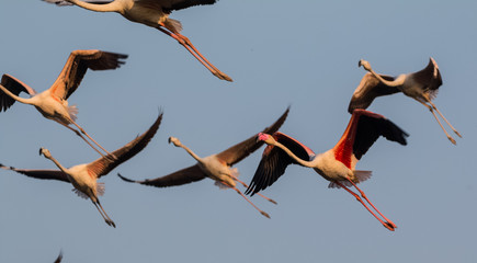 Fototapeta premium Group of Greater Flamingos flying in sky