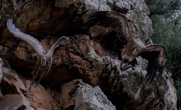 Buitres en Monfrag&uuml;e