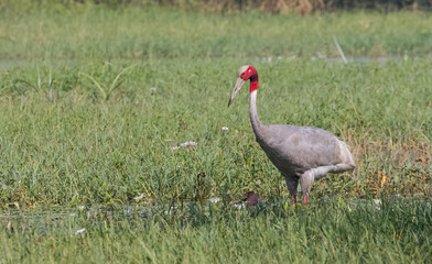 Sarus Crane bird searching food in grass