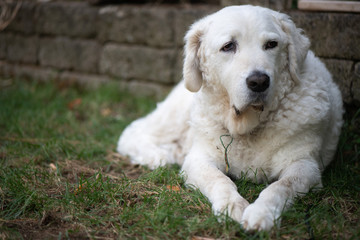 Large white Kuvasz Dog Lying on the grass