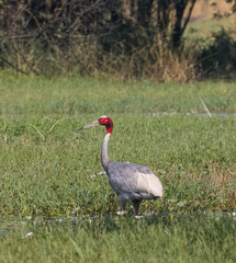 Sarus Crane bird searching food in grass
