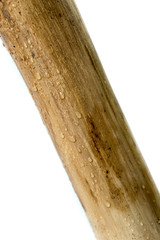 Bamboo varnished logs with white background and raindrops