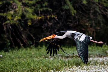 Painted Stork Bird in flight with nesting material