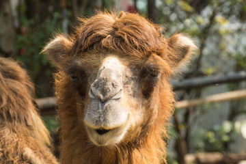 Fototapeta premium Camel